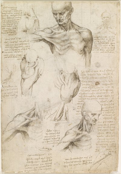 Superficial anatomy of the shoulder and neck (recto) by Leonardo da Vinci